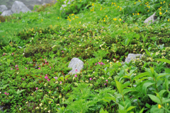 木曽駒ケ岳にて12