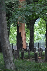 昨晩の落雷で、、、芦花公園２