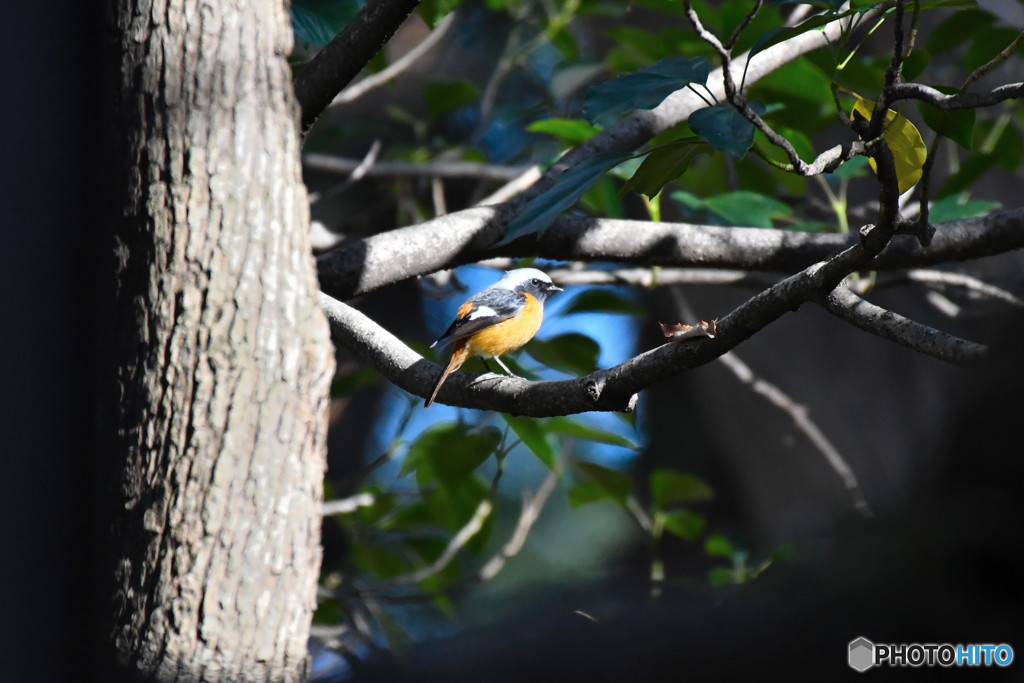＊TC-14EII　ジョウビタキ＜芦花公園＞５