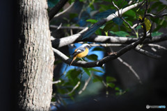 ＊TC-14EII　ジョウビタキ＜芦花公園＞５
