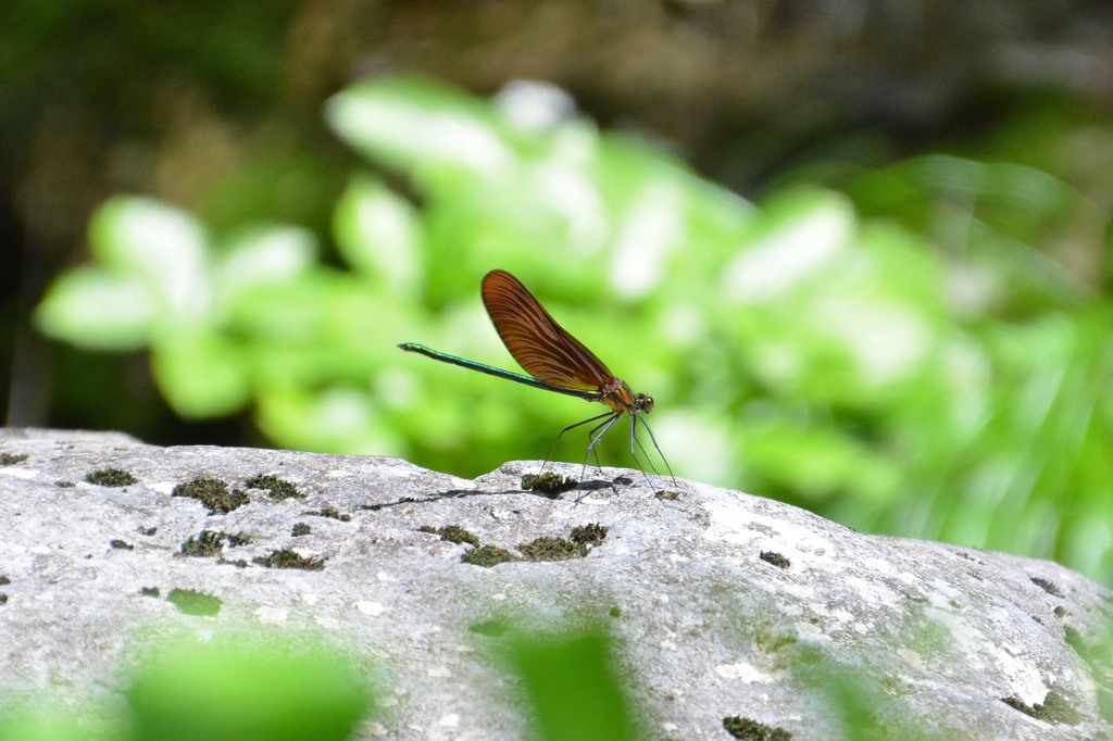 ミヤマカワトンボ２（日光　鬼怒川にて）