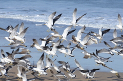 日立の海岸にて１