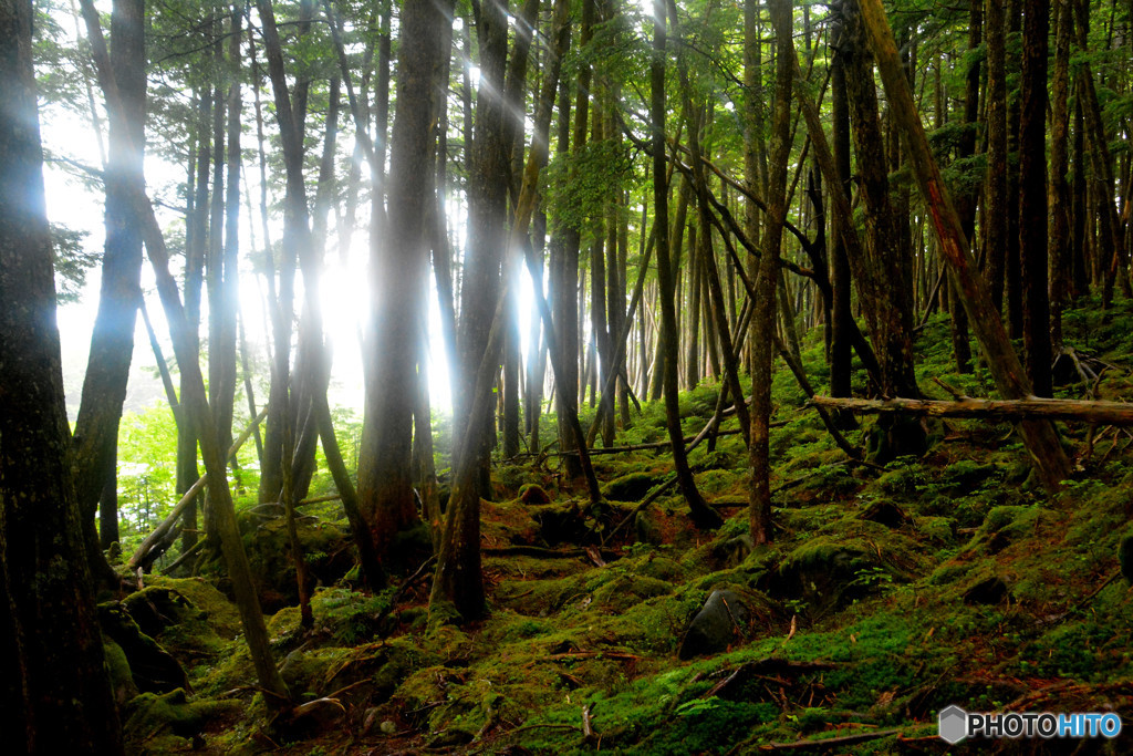 オーラ（高見石〜白駒池にて）