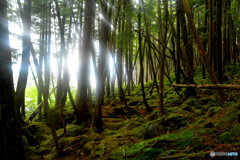 オーラ（高見石〜白駒池にて）