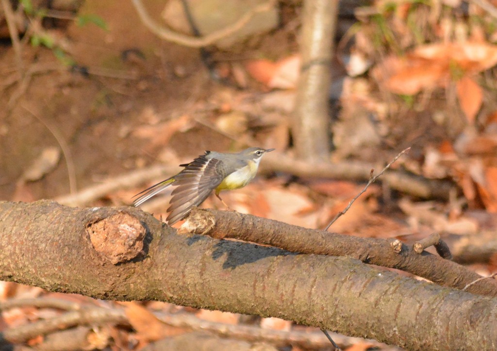 キセキレイ様（栃木　みかも山公園にて）５