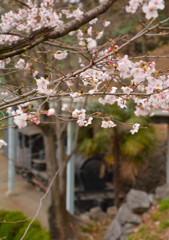 嘉多山公園にて２＜葛生＞