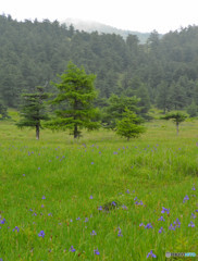 長野県　池の平湿原　５