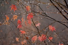 雨にぬれても、、、