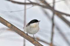 ハシブトガラ１＜札幌　円山公園＞