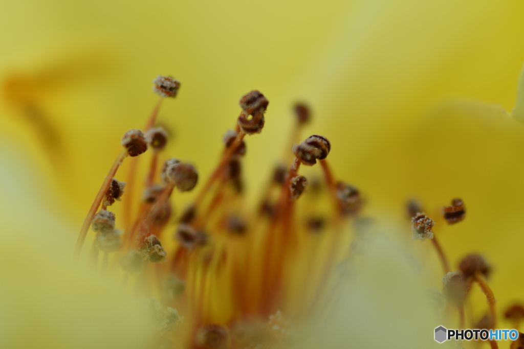 更にもじゃもじゃ