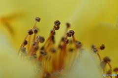 更にもじゃもじゃ