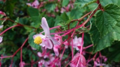 栃木県　出流ふれあいの森３（スマホ撮影）