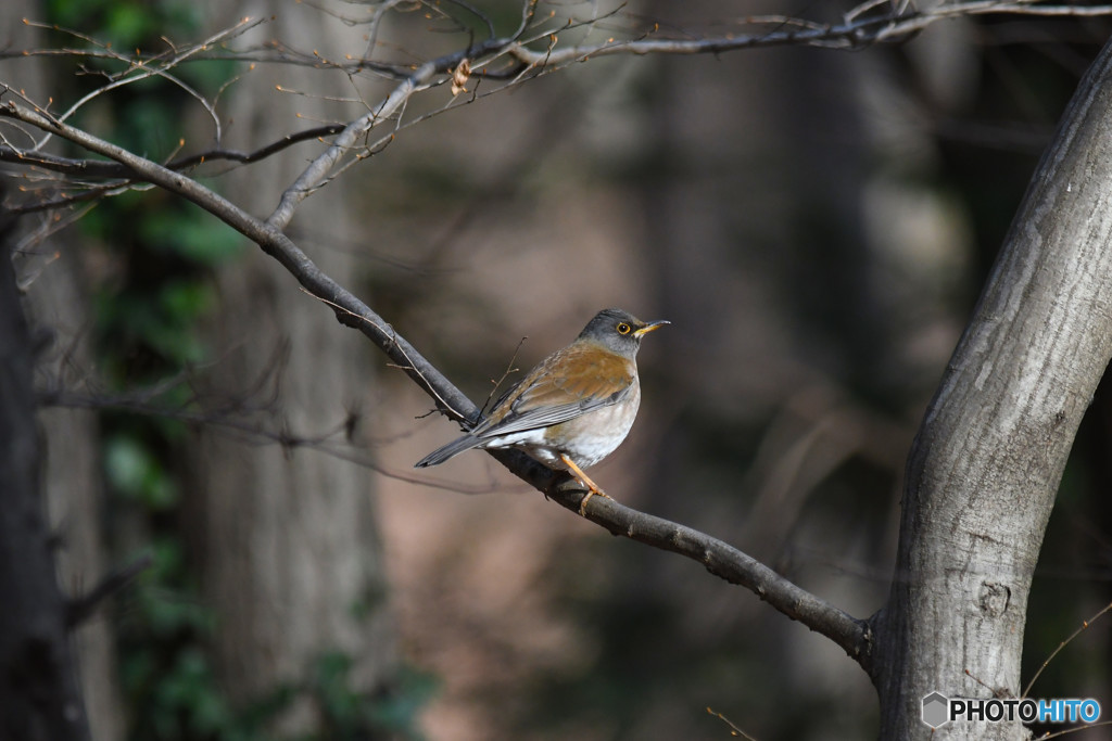 シロハラくん３