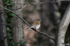 シロハラくん３