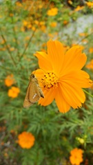 栃木県　出流ふれあいの森１（スマホ撮影）