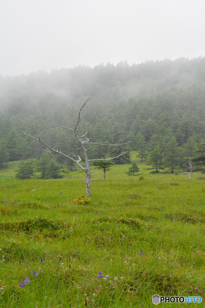 長野県　池の平湿原　２