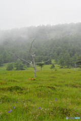 長野県　池の平湿原　２