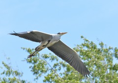 アオサギ　着陸体勢