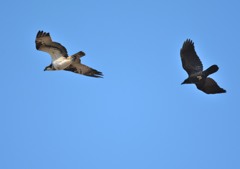 ミサゴ＜涸沼自然公園にて＞３