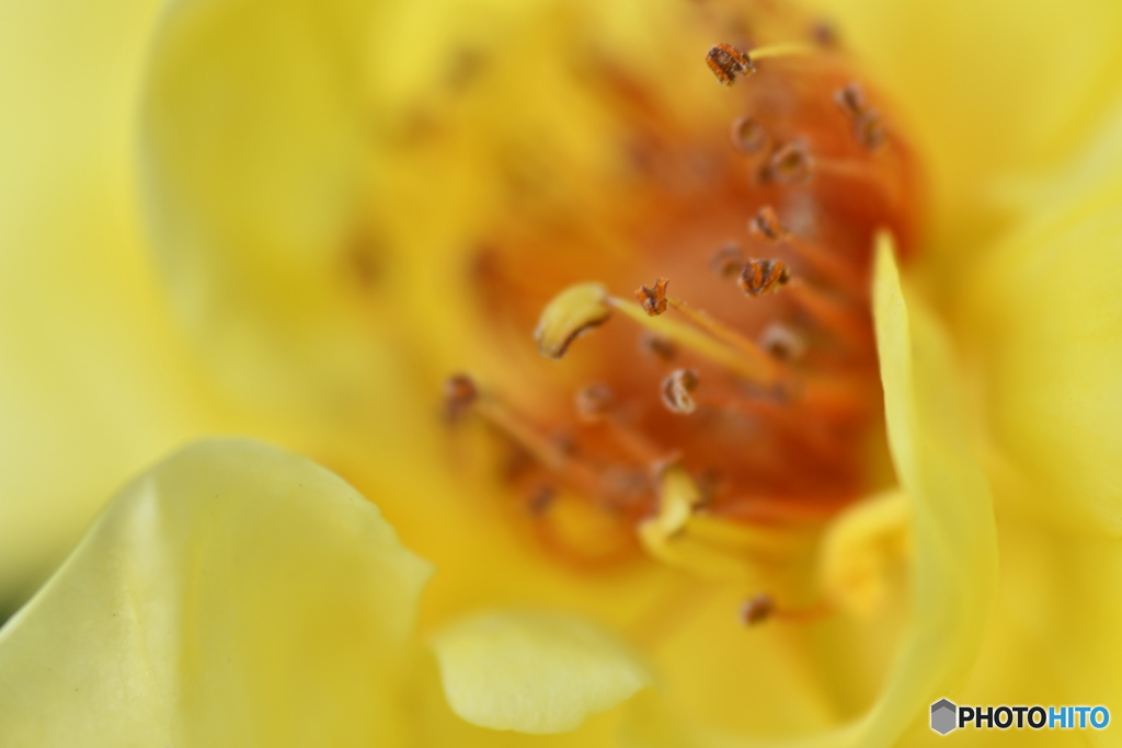 黄色花種〜、、、