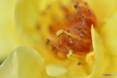 黄色花種〜、、、