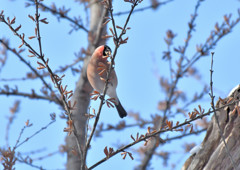 ウソっち１＜札幌　円山公園＞