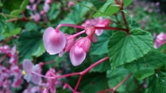 秋海棠（シュウカイドウ）栃木　出流ふれあいの森にて１
