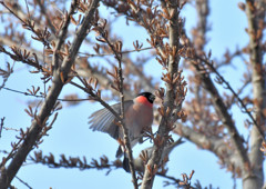 ウソっち４＜札幌　円山公園＞