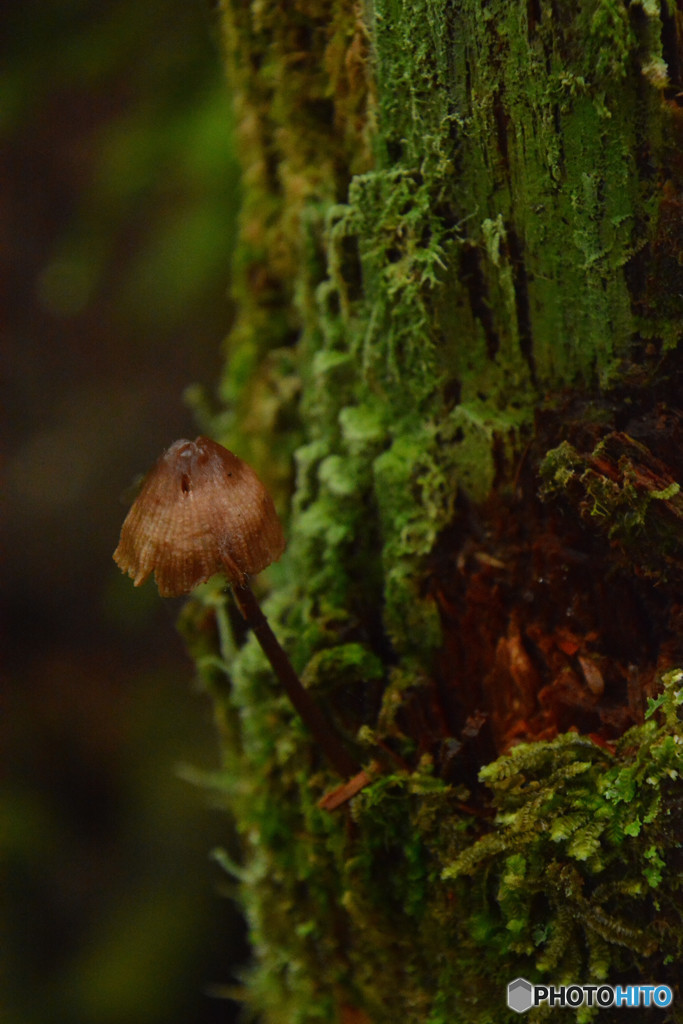 頑張ってます（高見石〜白駒池にて）