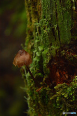 頑張ってます（高見石〜白駒池にて）