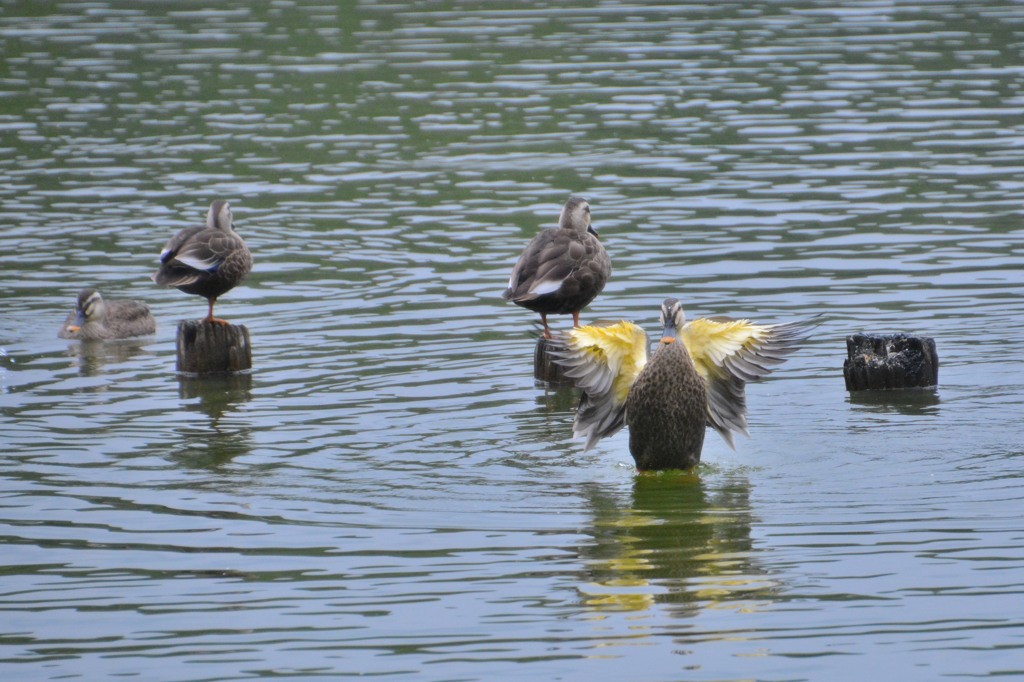 真岡市　井頭公園