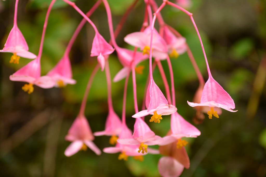 ピンク落下傘（シュウカイドウ）