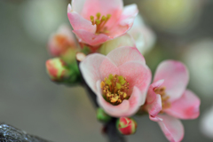 ボケの花　ボケ具合３