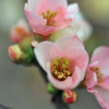 ボケの花　ボケ具合３