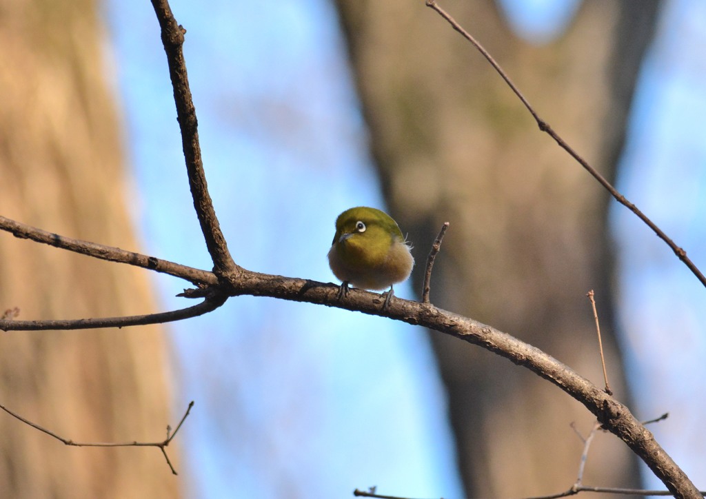 メジロ君（栃木　みかも山公園にて）１