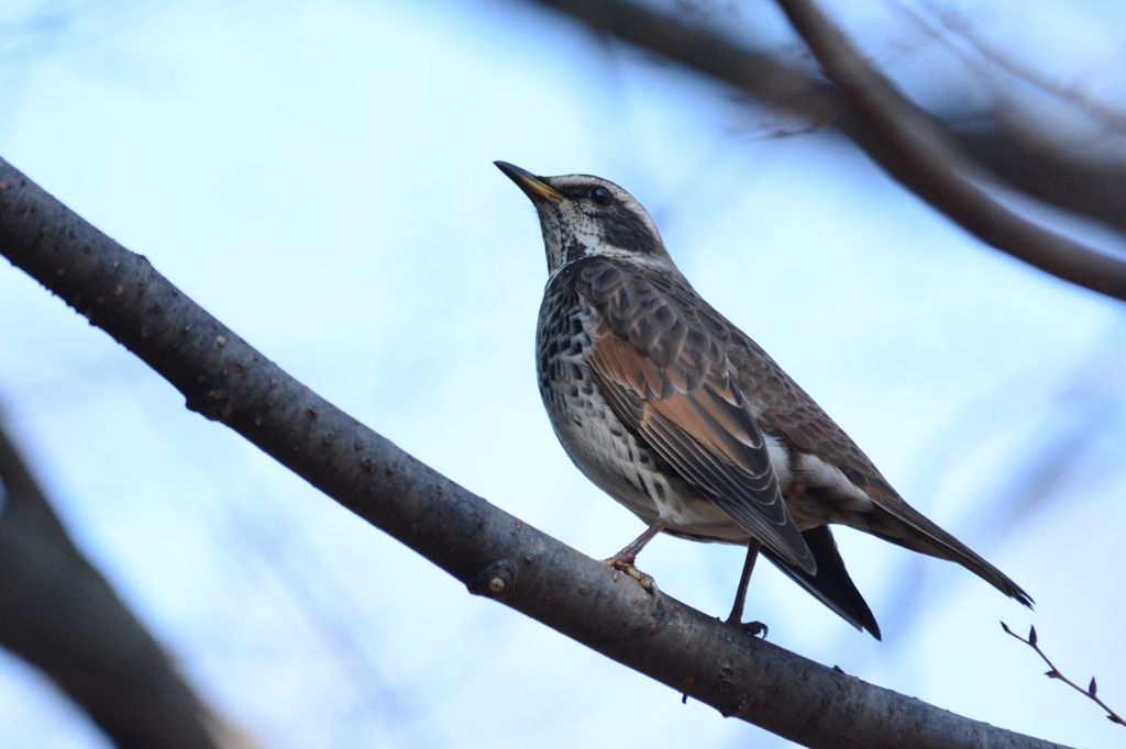 どこ見てるの？（ツグミ）