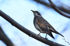 どこ見てるの？（ツグミ）