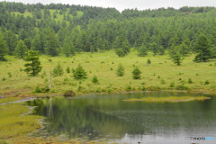長野県　池の平湿原　鏡池にて２