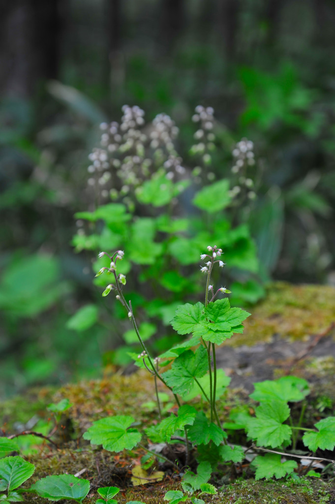 上高地でのひと時