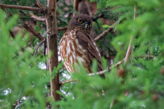 アオバズクさん１