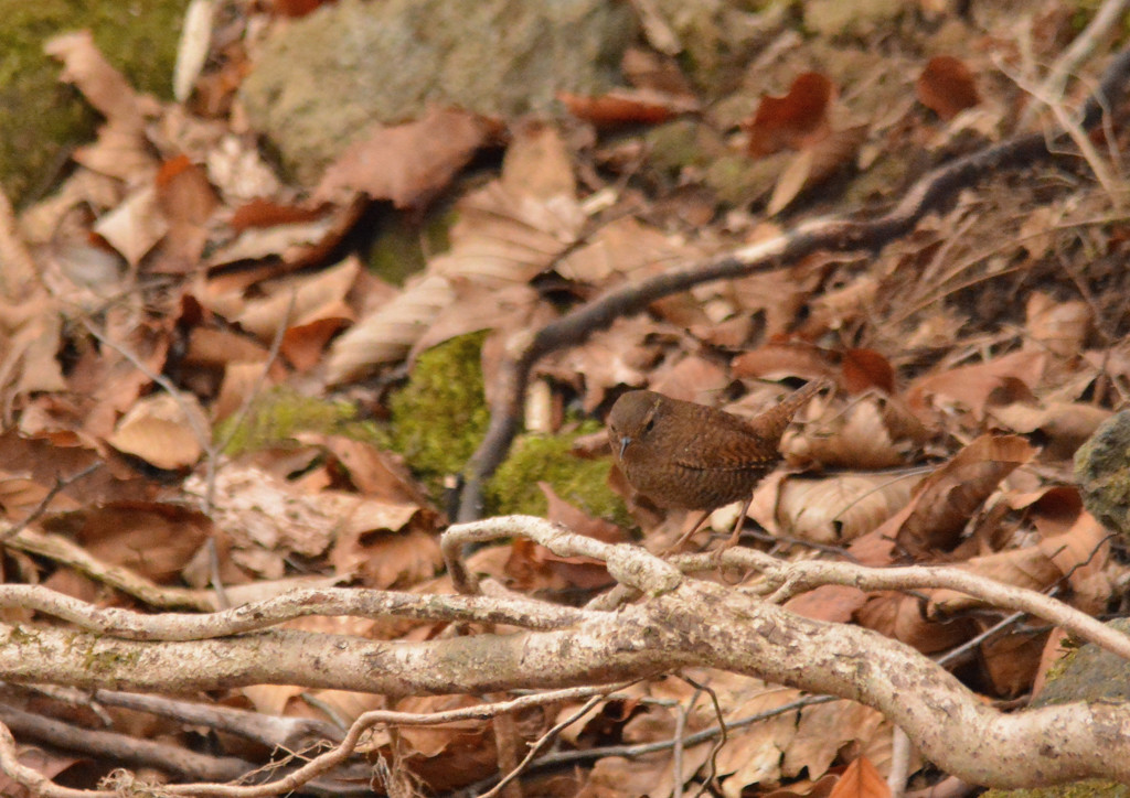 ミソサザイ（栃木県民の森）