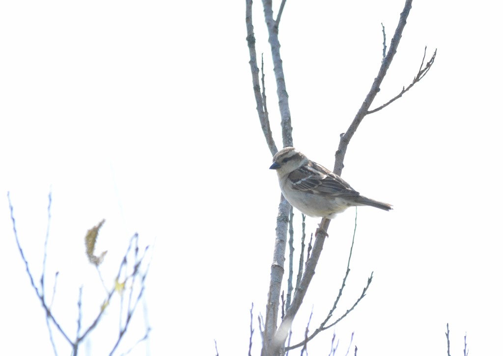 ニュウナイスズメ