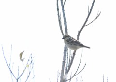 ニュウナイスズメ