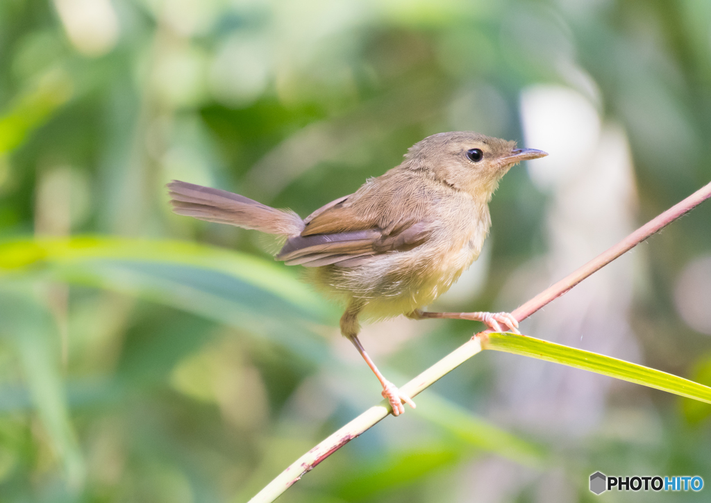 ウグイ〜す、幼鳥。２