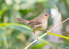 ウグイ〜す、幼鳥。２