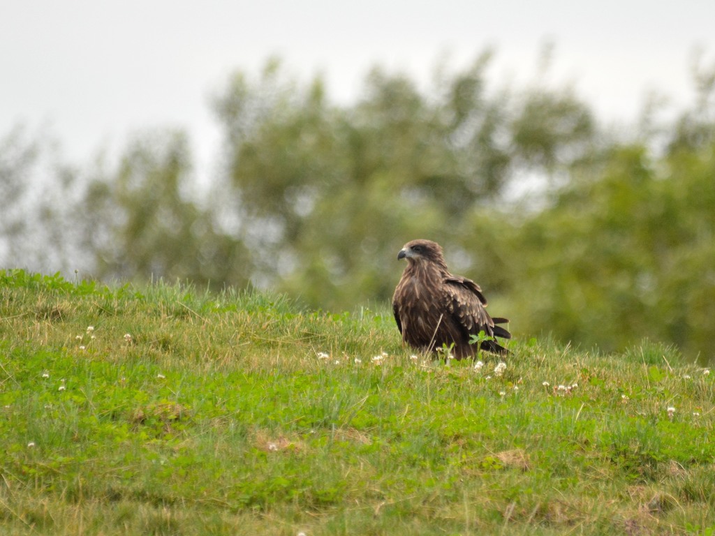 札幌　茨戸川緑地にて　１