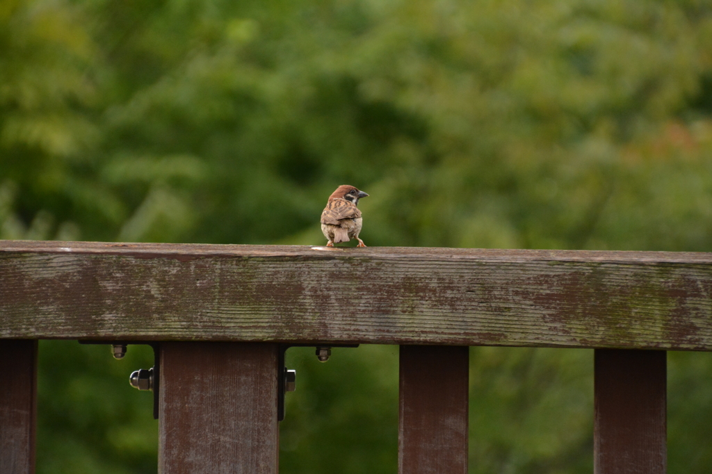 那須塩原　もみじ谷大吊橋　スズメ