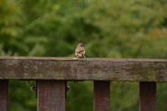 那須塩原　もみじ谷大吊橋　スズメ