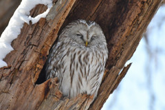 エゾフクロウ１＜札幌　円山公園＞