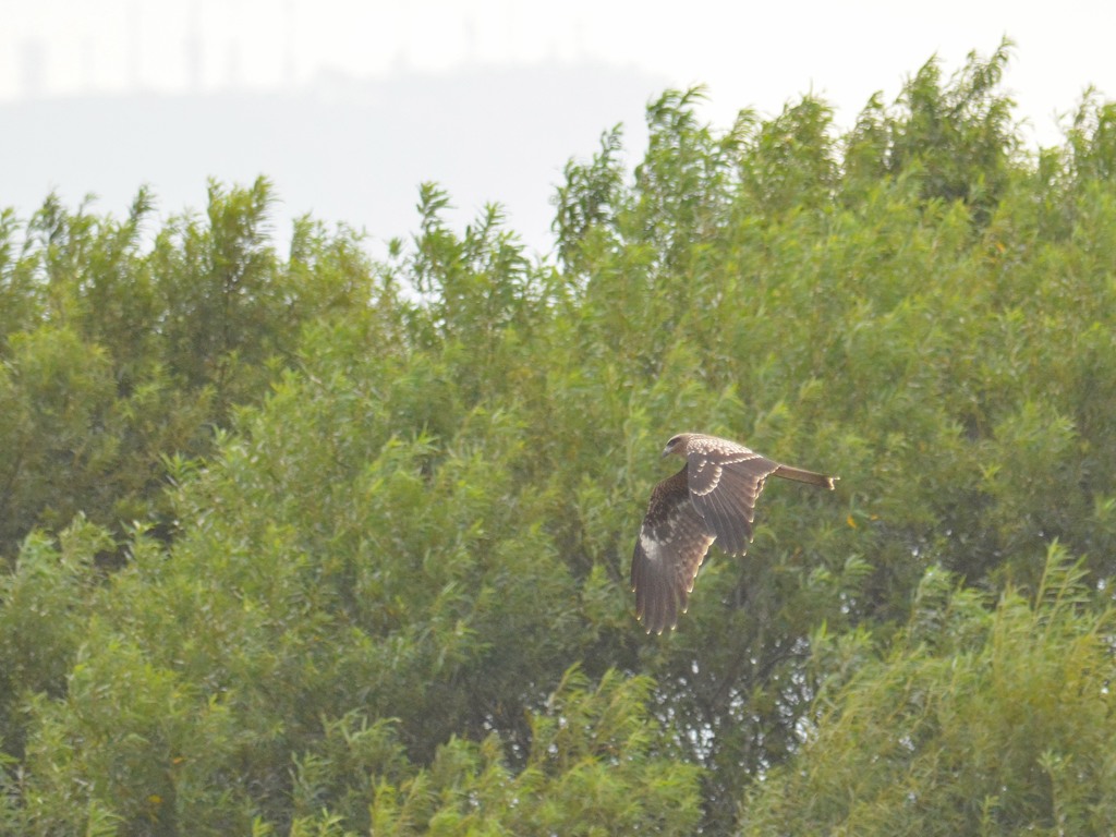 札幌　茨戸川緑地にて　２